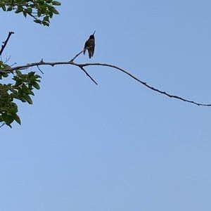 Meet your Posher, Carmela